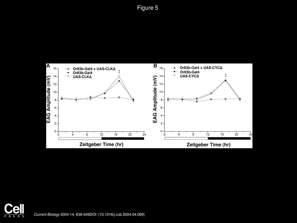 Figure 5 Or83b-Mediated CLKΔ and CYCΔ Expression Abolishes EAG Rhythms to Ethyl Acetate.