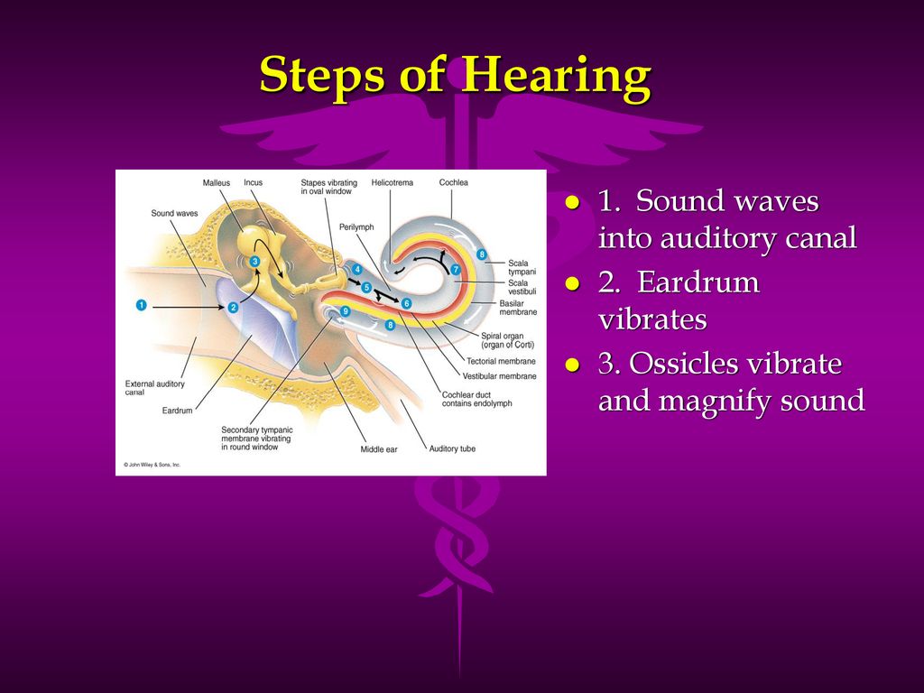 Steps of Hearing 1. Sound waves into auditory canal