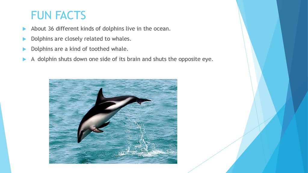 By Emily M. Dana C. Alessandra D. Elizabeth S. - ppt download