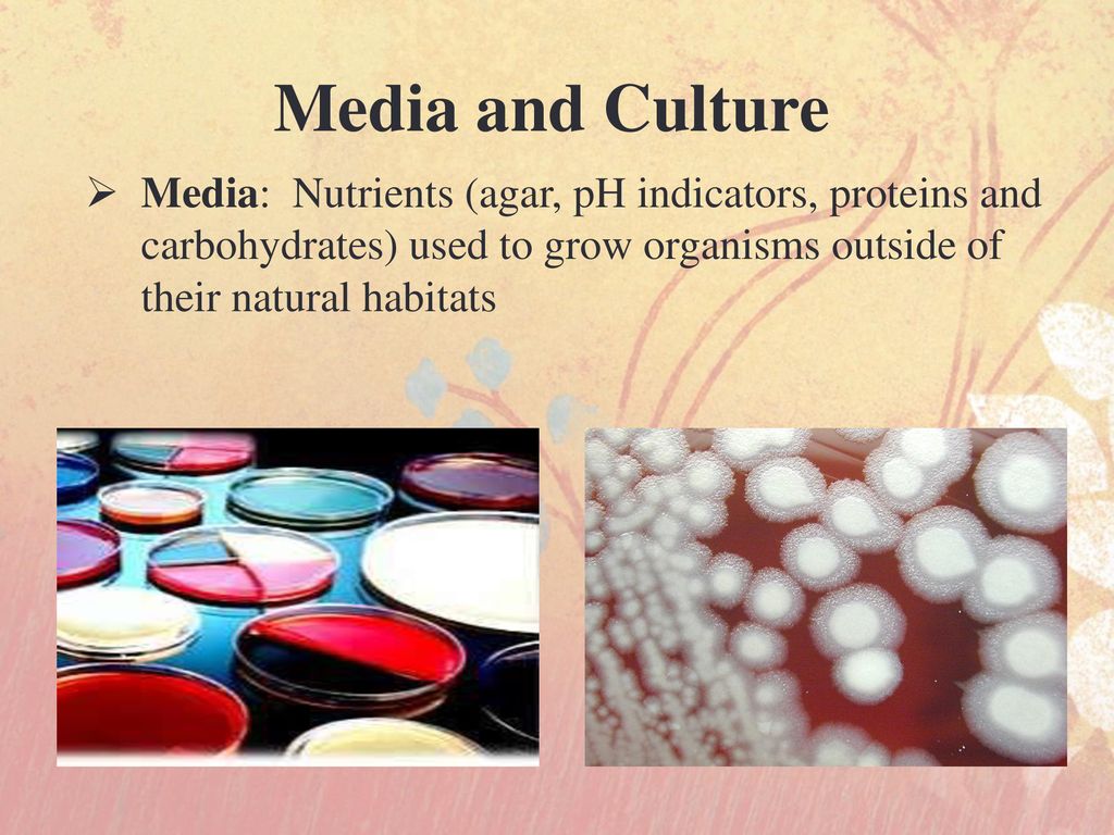 Bacterial culture media by sworna