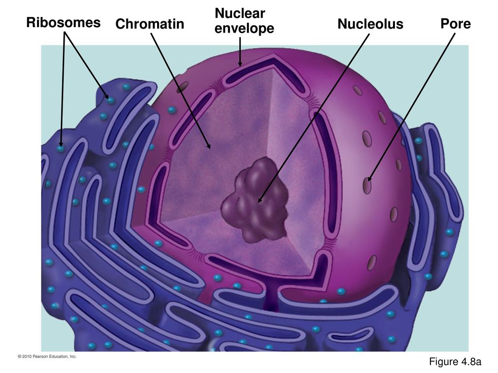 Chapter 4 A Tour of the Cell. - ppt download