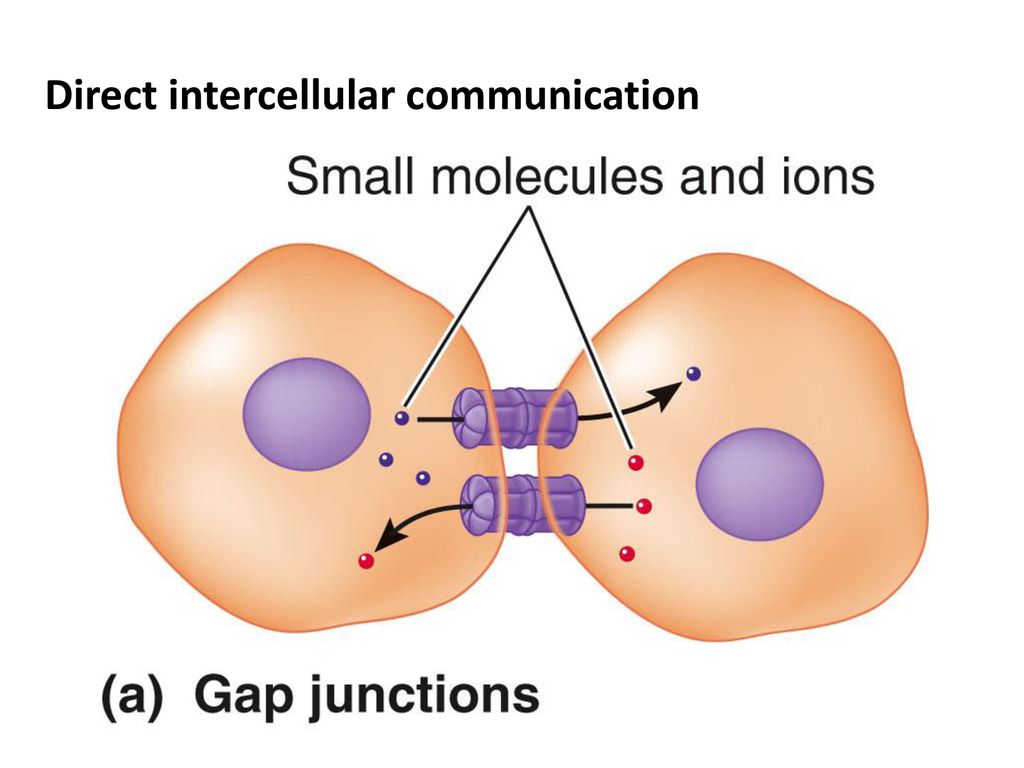 Direct intercellular communication
