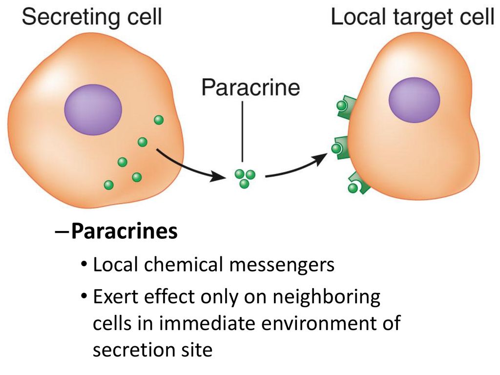 Paracrines Local chemical messengers
