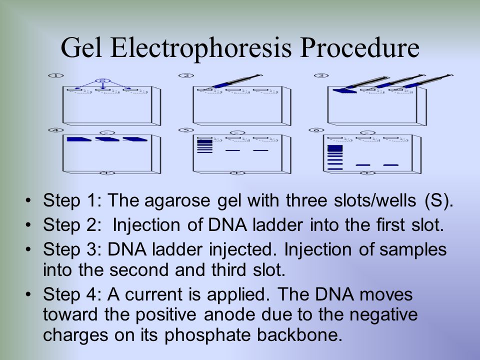 PCR, Gel Electrophoresis, and Southern Blotting - ppt video online download