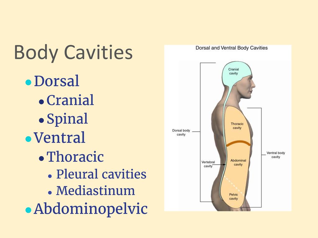 Human Anatomy and Physiology - ppt download