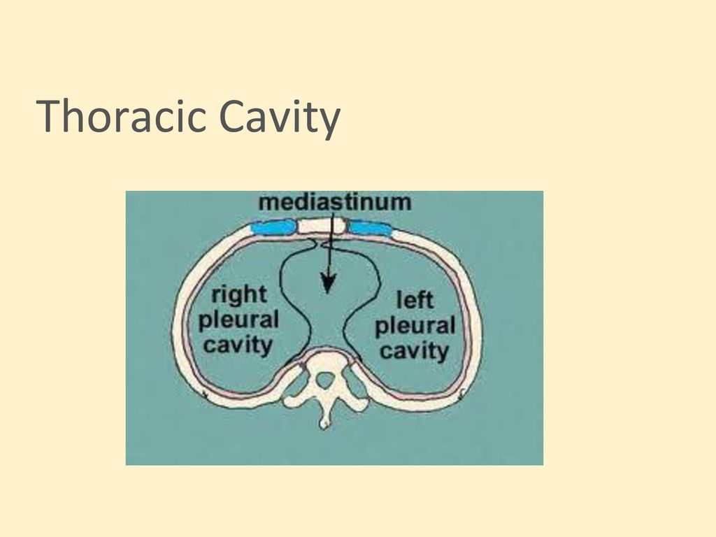 Human Anatomy and Physiology Biology Diagrams