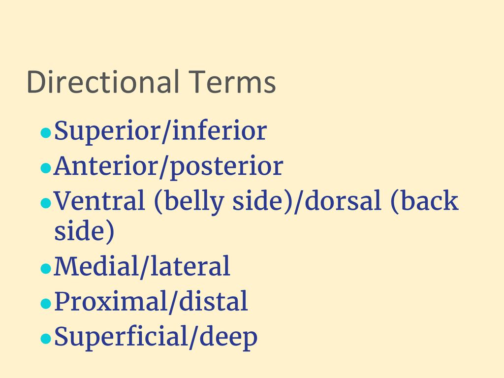 Human Anatomy and Physiology - ppt download