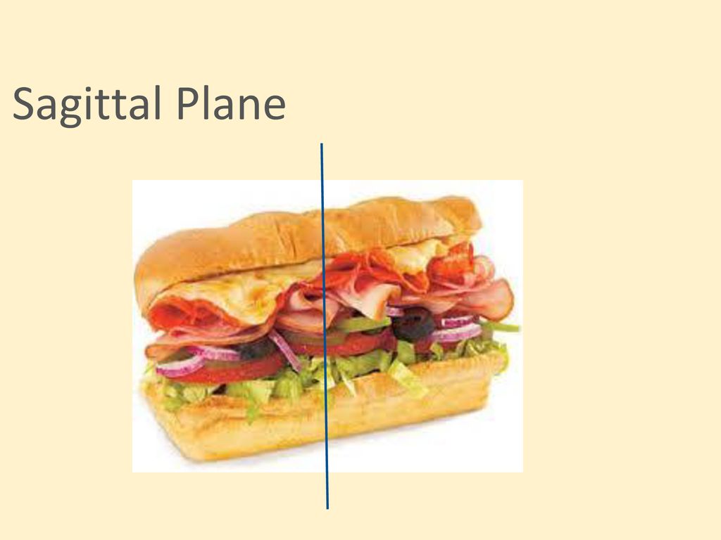 Human Anatomy and Physiology Biology Diagrams
