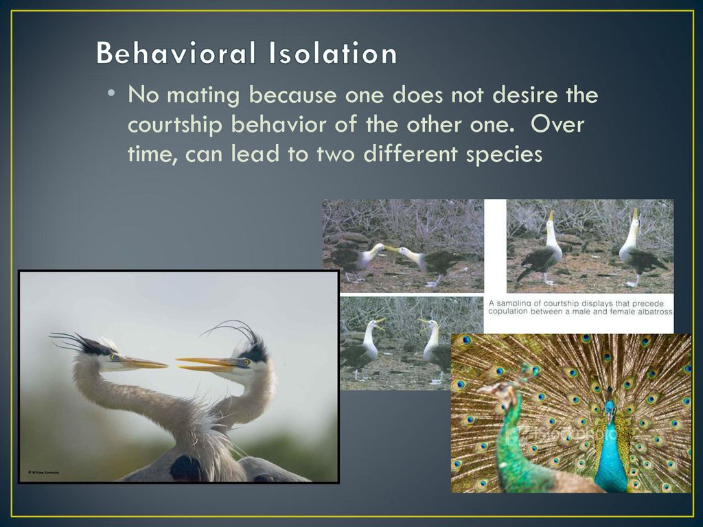 Temporal Vs Behavioral Isolation Wikipedia