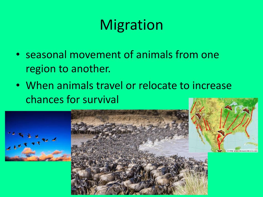 Adaptations / Classification Vocabulary - ppt download