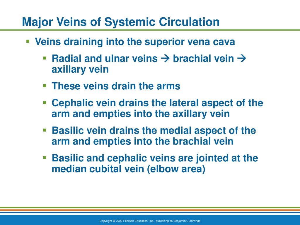 The Cardiovascular System - ppt download