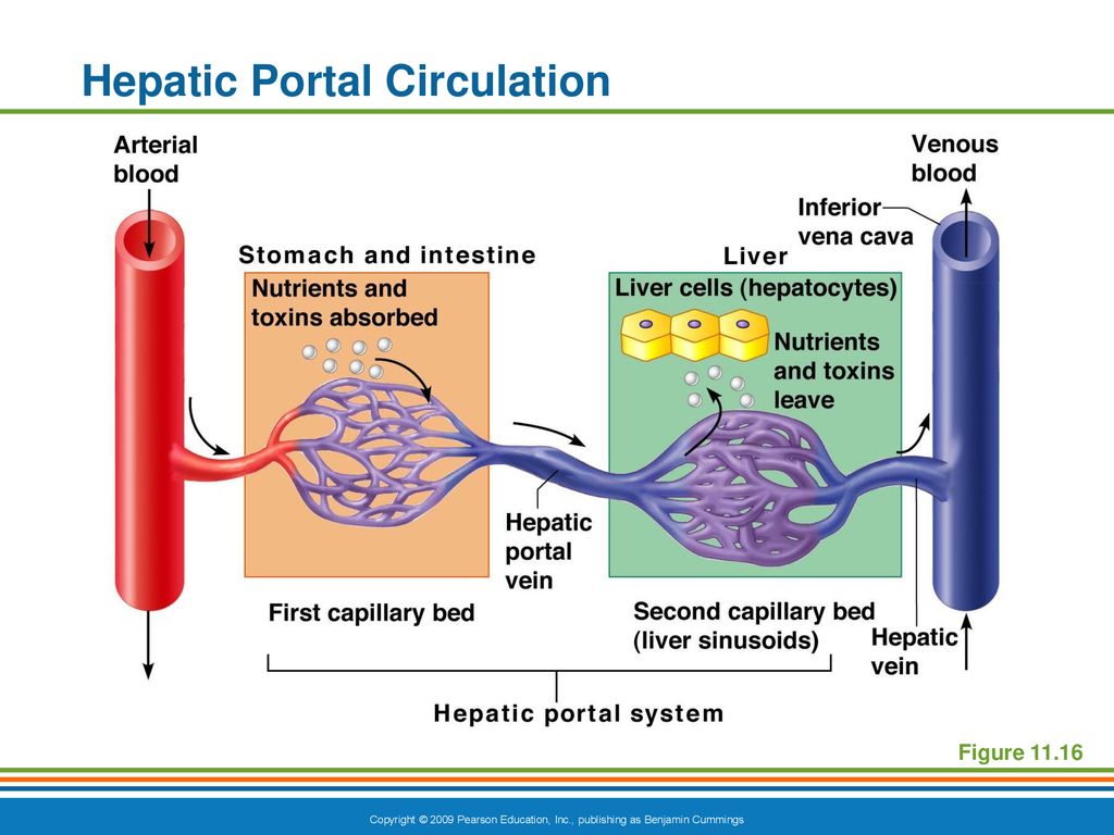 The Cardiovascular System Biology Diagrams