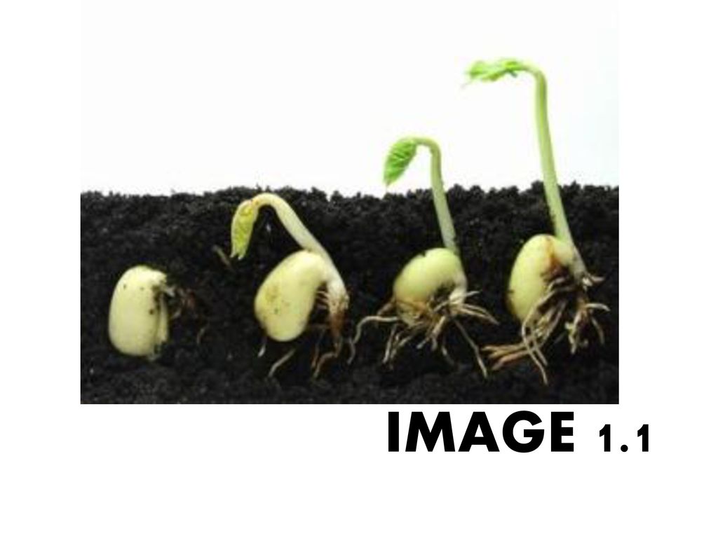 Условия развития семян. Развитие семени. Развитие растений. Размножение и развитие растений. Этапы развития растения из семени.