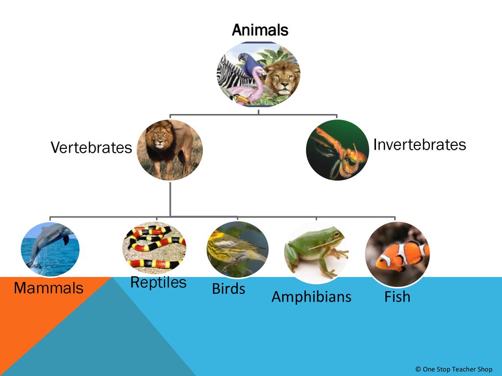 What Is Classification? - Ppt Download