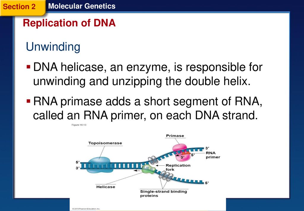 Molecular Section 1 DNA The Material ppt download