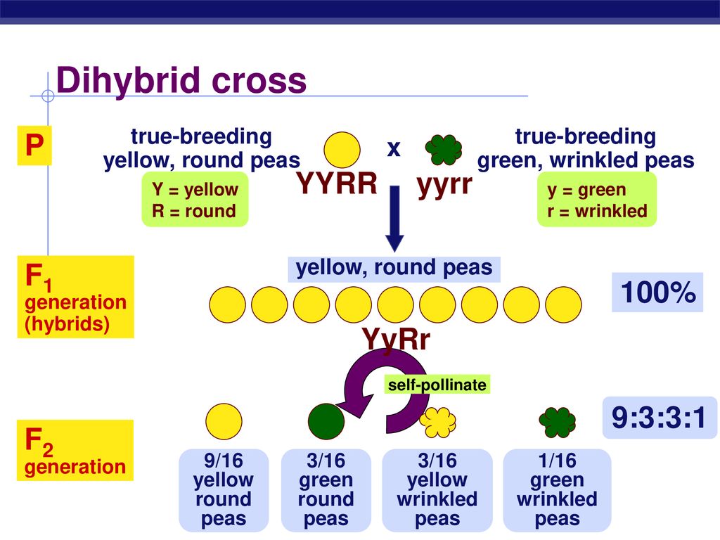 Dihybrid cross P YYRR yyrr 100% F1 YyRr 9:3:3:1 F2 x true-breeding.