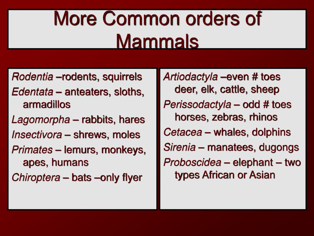 Kingdom Animalia Phylum Chordata Subphylum Vertebrata Class Mammalia
