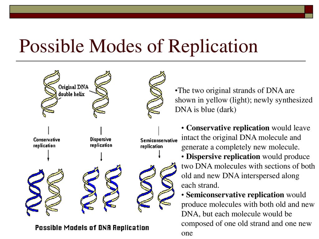 Molecular Genetics Chapter 17 Biology ppt download