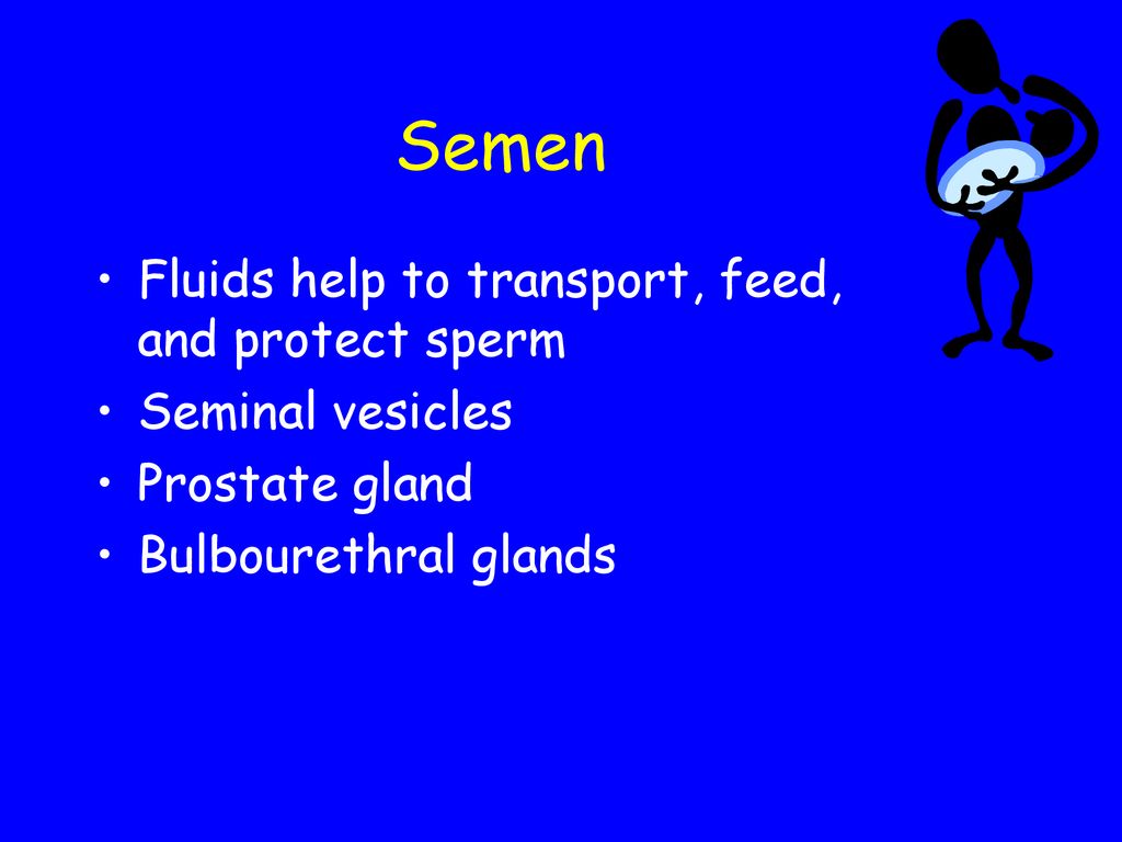 Human Reproductive System Ppt Download human-reproductive-system-ppt-download