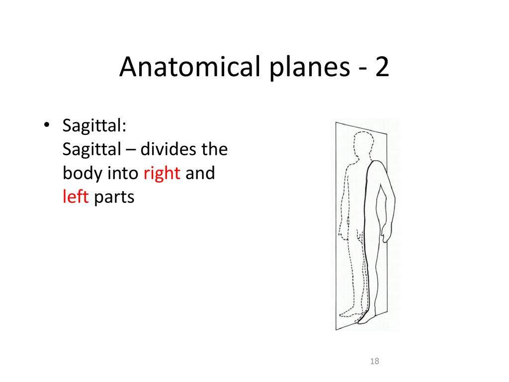Introduction Anatomy Azami PHD Biology Diagrams