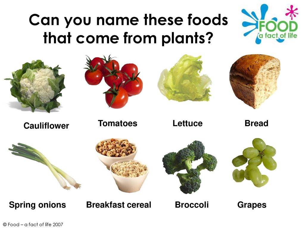 PowerPoint 303 Plants Food A Fact Of Life Ppt Download powerpoint-303-plants-food-a-fact-of-life-ppt-download