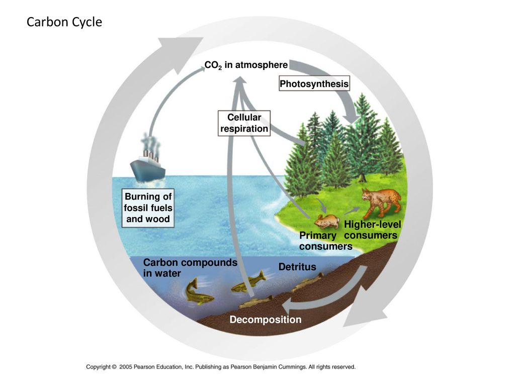 AP Biology Photosynthesis Part ppt download