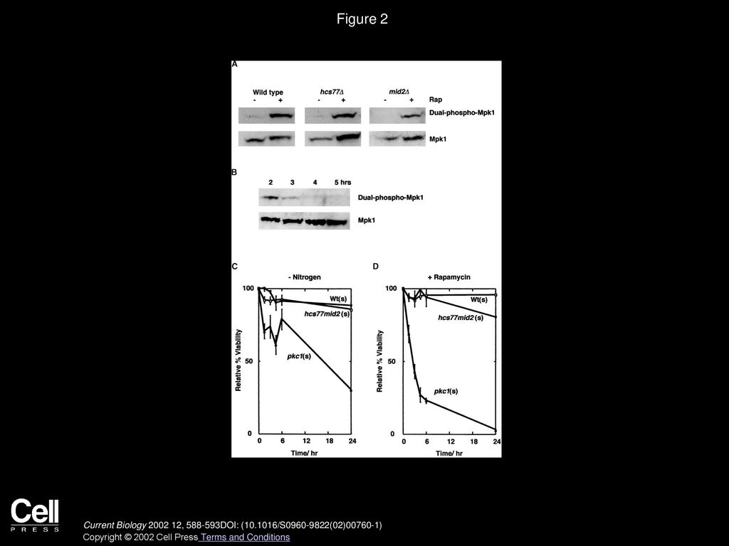 Figure 2 Mpk1 Is Activated by Rapamycin Treatment Independently of the Putative Cell Surface Sensors Hcs77/Wsc1 and Mid2.