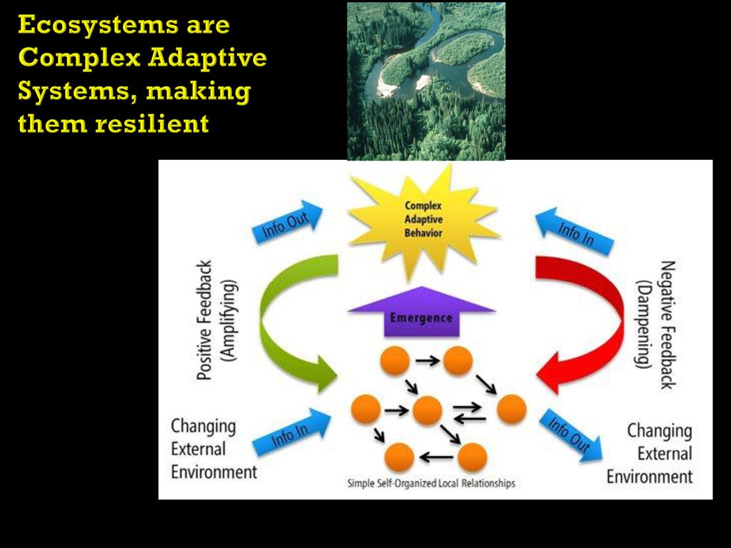 Stable systems. The emergence of complexity.