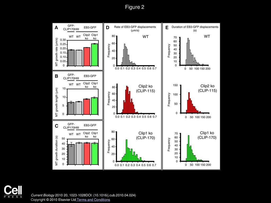 Figure 2 Quantitative Analysis of Microtubule Dynamics in Wild-Type and Clip Knockout Neurons.