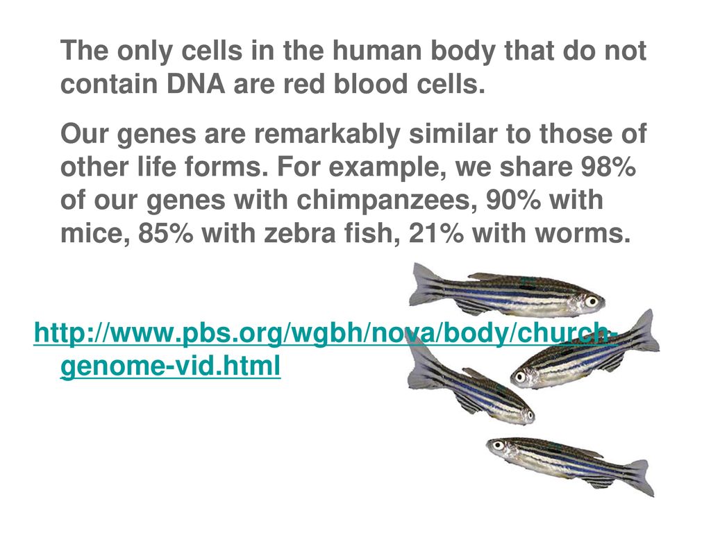 DNA: Notes ppt download