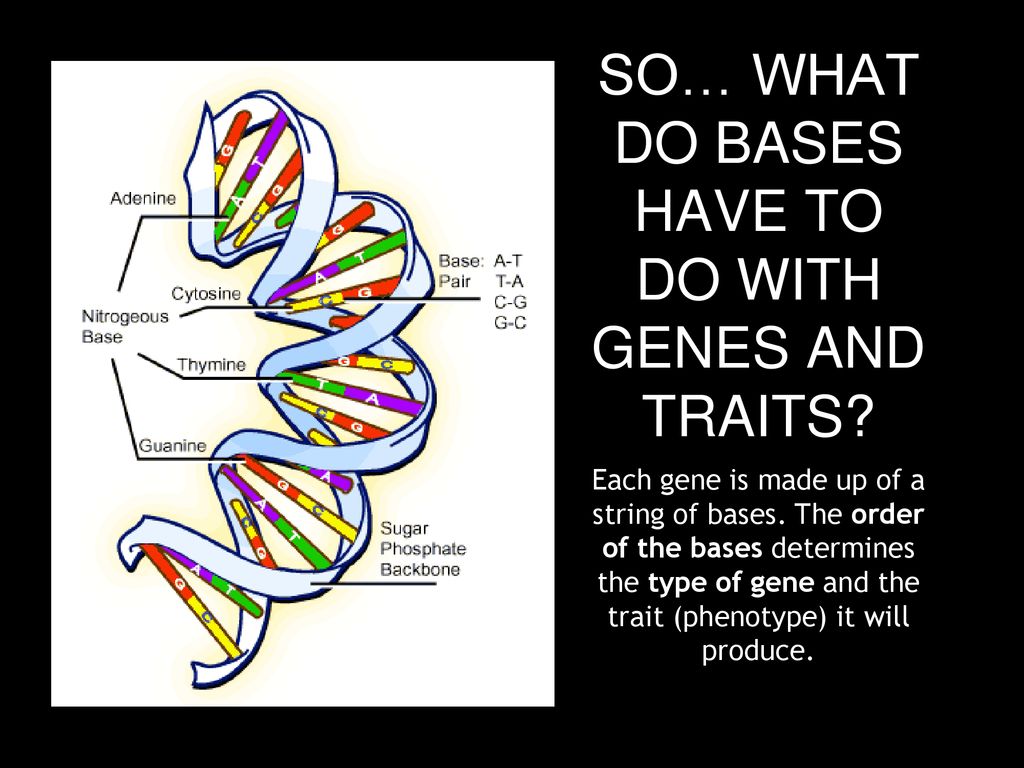 SO… WHAT DO BASES HAVE TO DO WITH GENES AND TRAITS