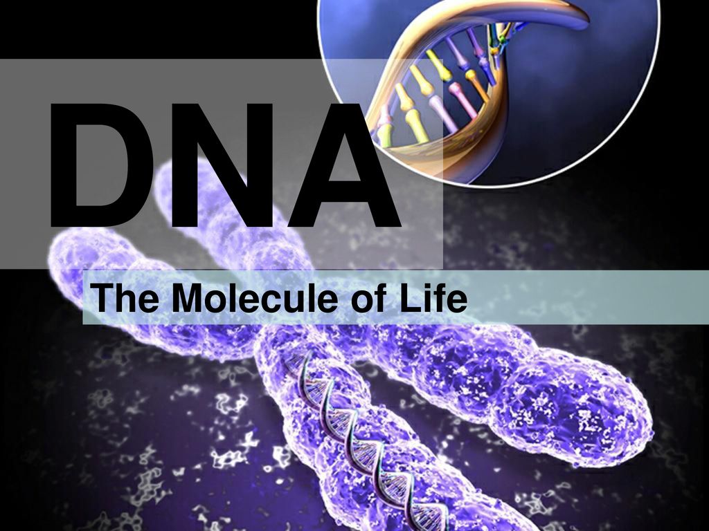 DNA The Molecule of Life