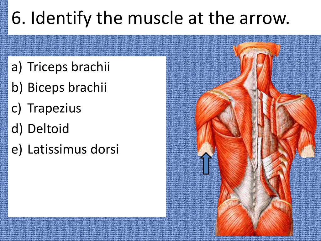 Anatomy 10 Quiz # Ppt Download