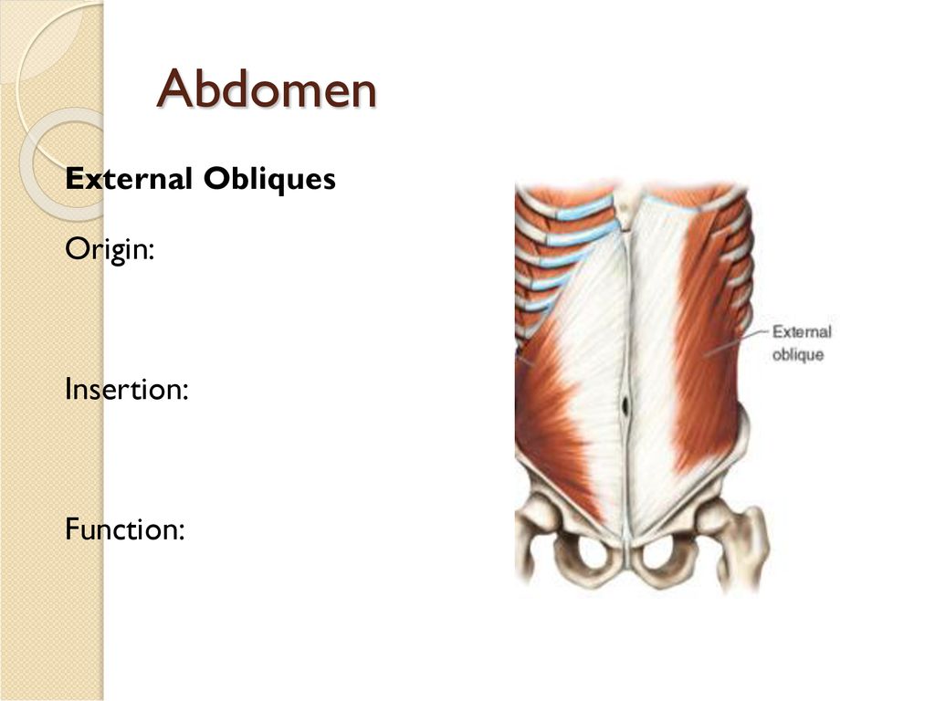 Muscles of the Human Body - ppt download