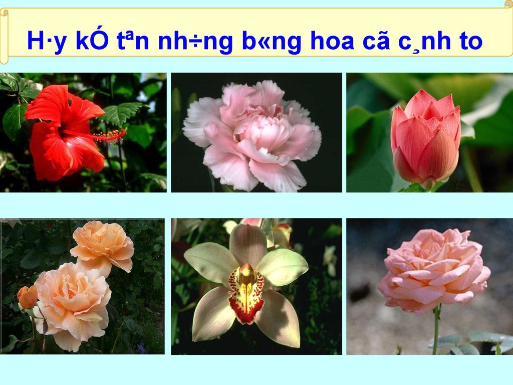 M«i Tr­êng Xung Quanh Gi¸o ¸n §Ò Tµi Mét Sè Lo¹i Hoa - Ppt Download