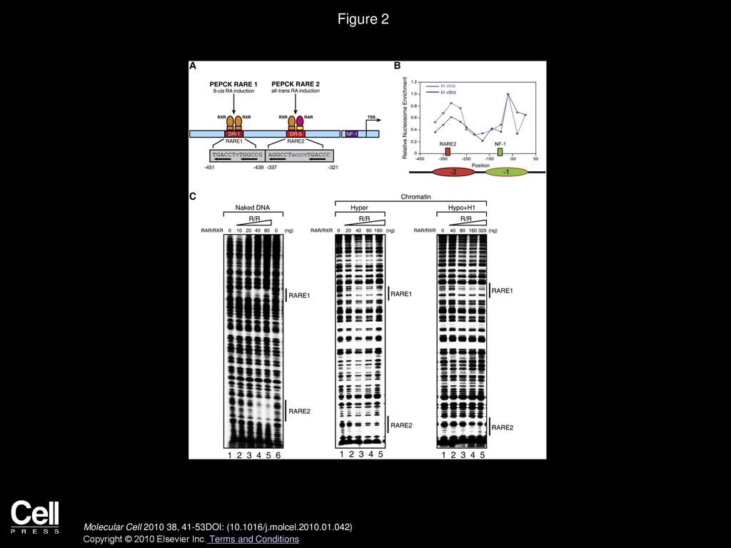 Figure 2 The Effects of Chromatin Structure on RAR/RXR Binding to Chromatin Templates In Vitro.