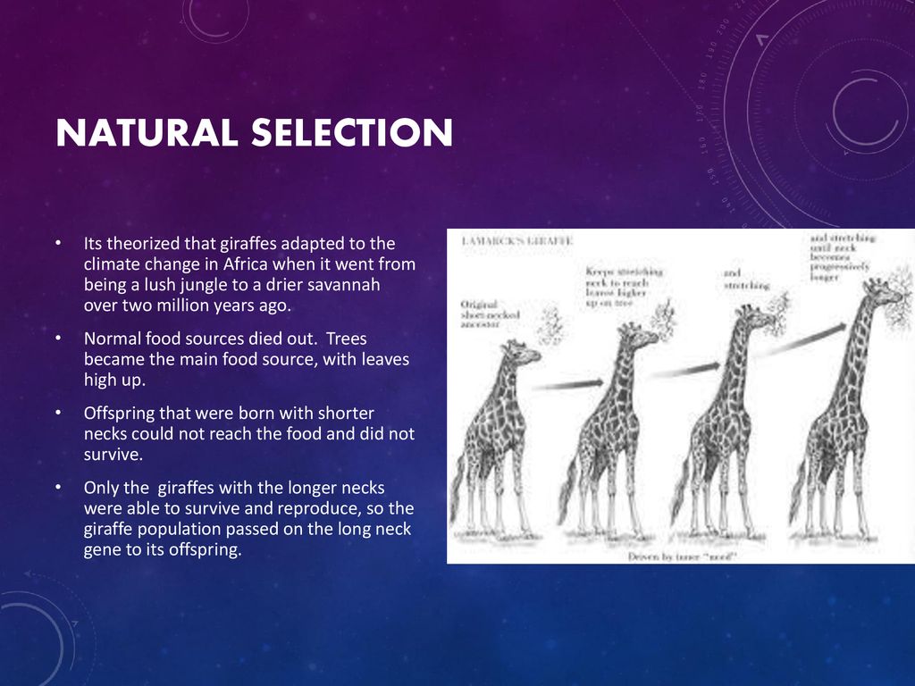 Adaptations & Natural Selection - ppt download