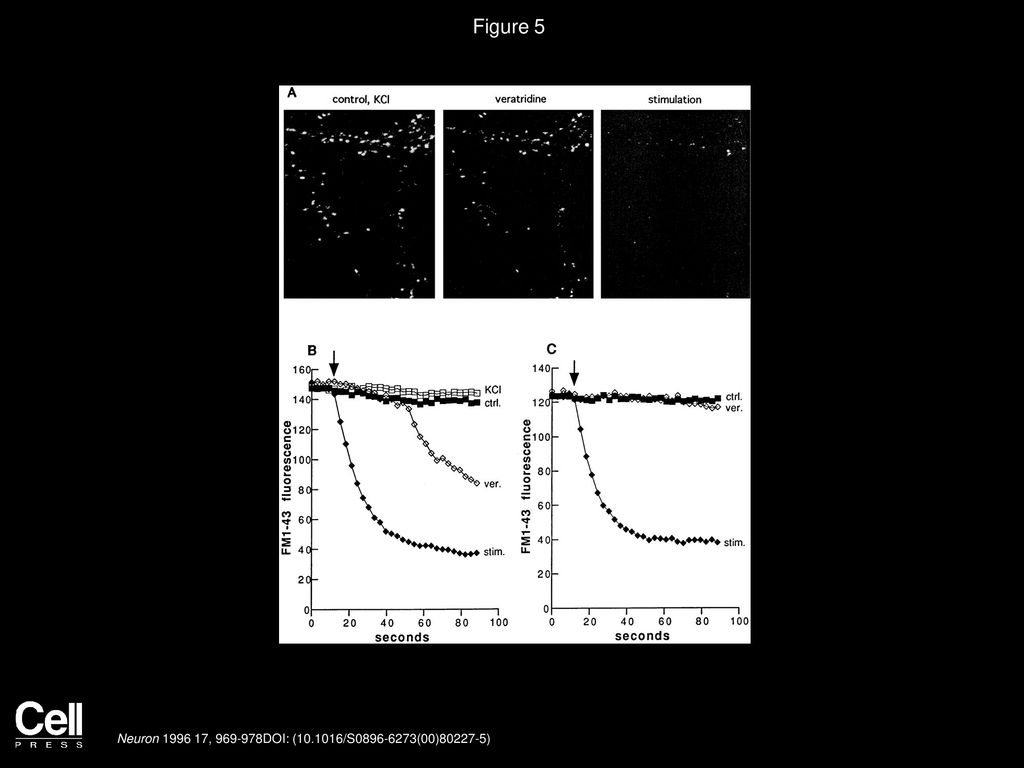 Figure 5 Veratridine Spontaneously Releases FM1-43 from Presynaptic Boutons Only in the Presence of [Ca2+]o.