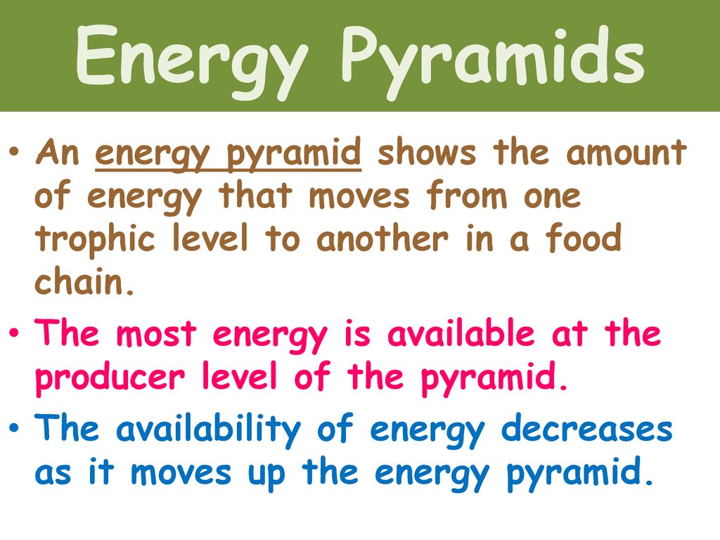 Illustrate energy flow in food chains, food webs, and energy pyramids ... Biology Diagrams