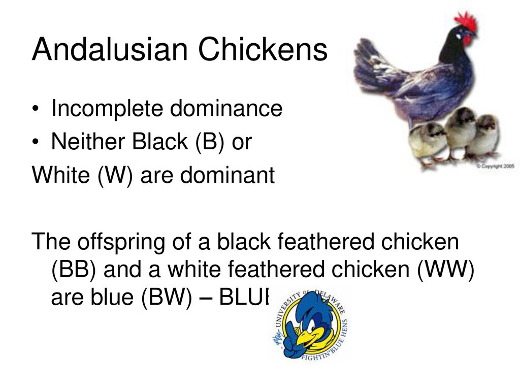 Andalusian Chickens Incomplete dominance Neither Black (B) or