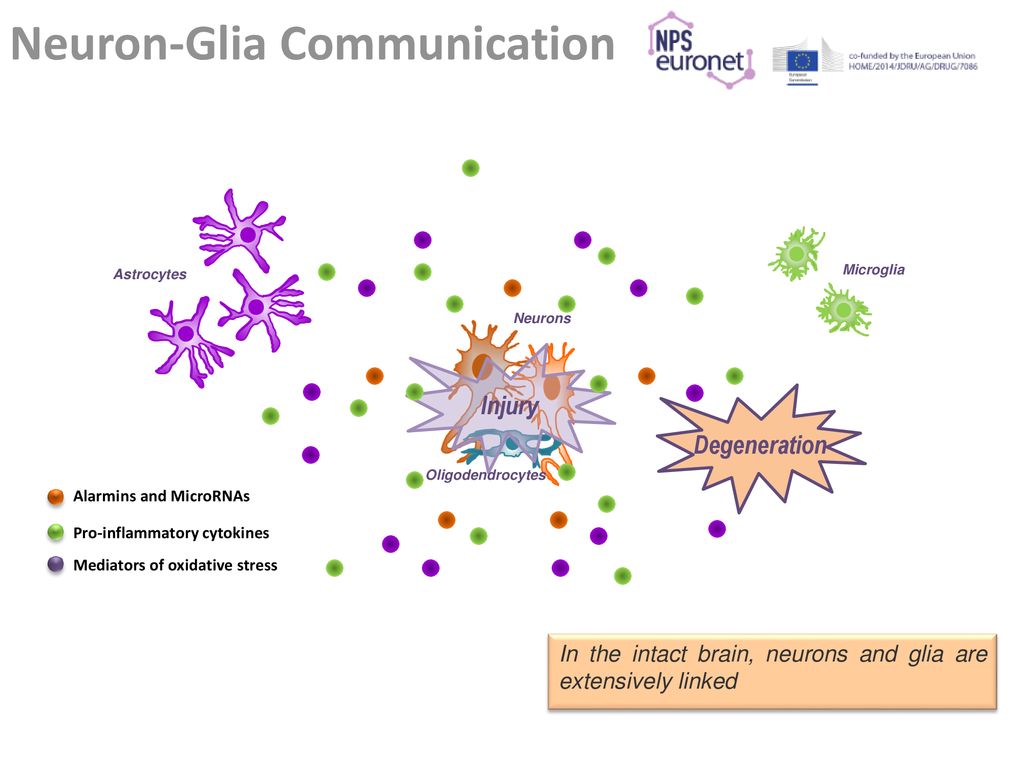 Neuron-Glia Communication