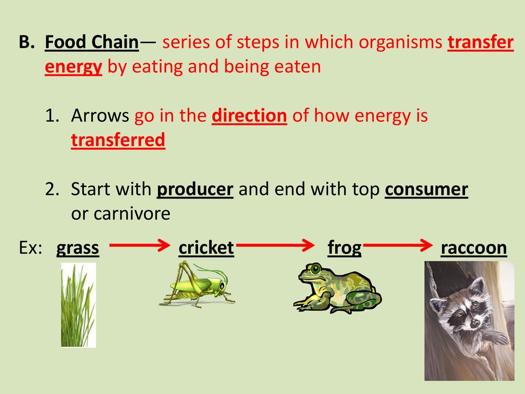 Ecology Energy transfer in nature Biology Diagrams