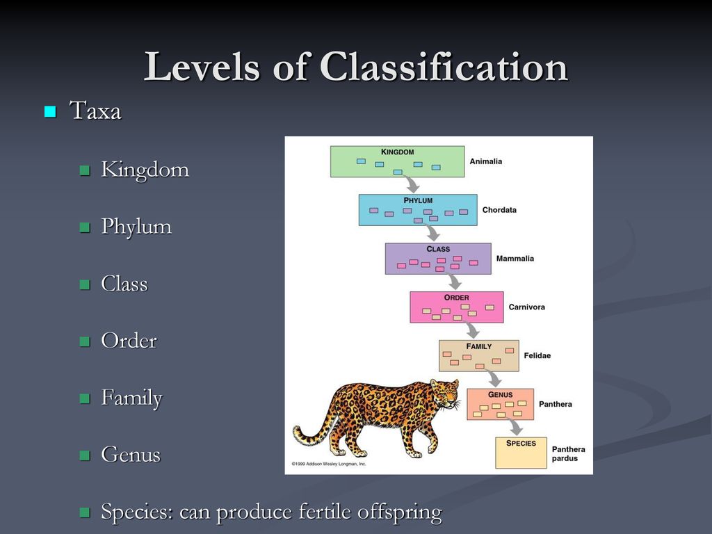 Classification and Life Diversity - ppt download