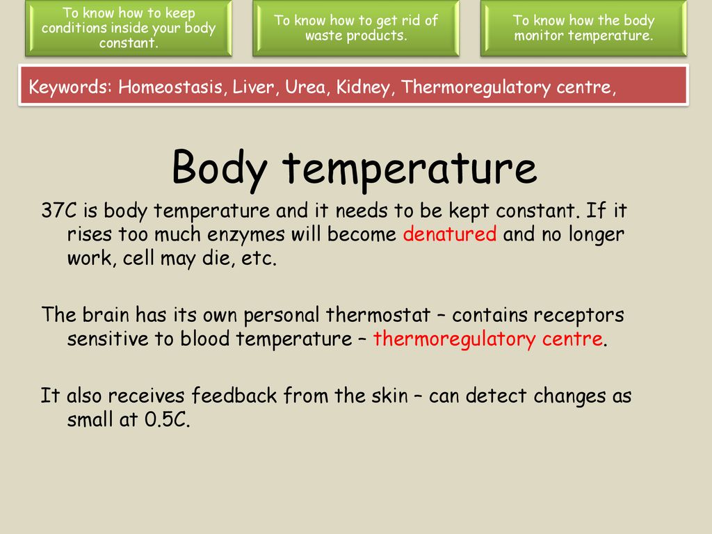 Lesson 1: Homeostasis. - Ppt Download