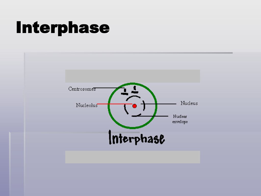 Cell Growth and Cell Division Biology Diagrams