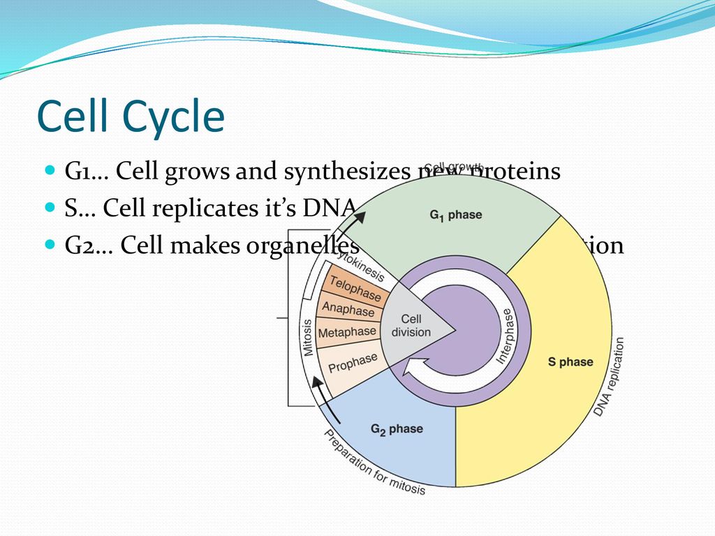 Cells and the Cell Cycle - ppt download