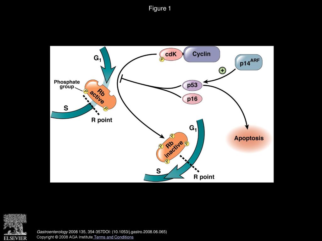 Stuart Jon Spechler, Rhonda F. Souza Gastroenterology Biology Diagrams