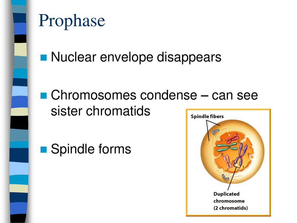 Mitosis and the Cell Cycle!. Biology Diagrams