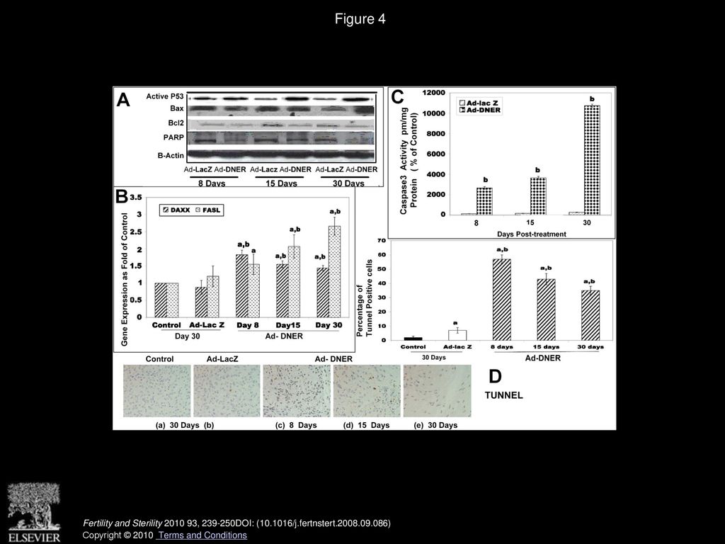 Gene therapy targeting leiomyoma: adenovirus-mediated delivery of ...