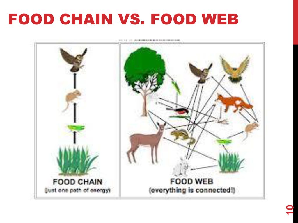 Energy in Ecosystems. Biology Diagrams